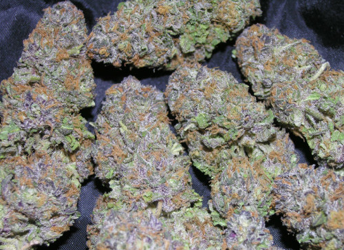 Acquista Cannabis Blueberry Kush